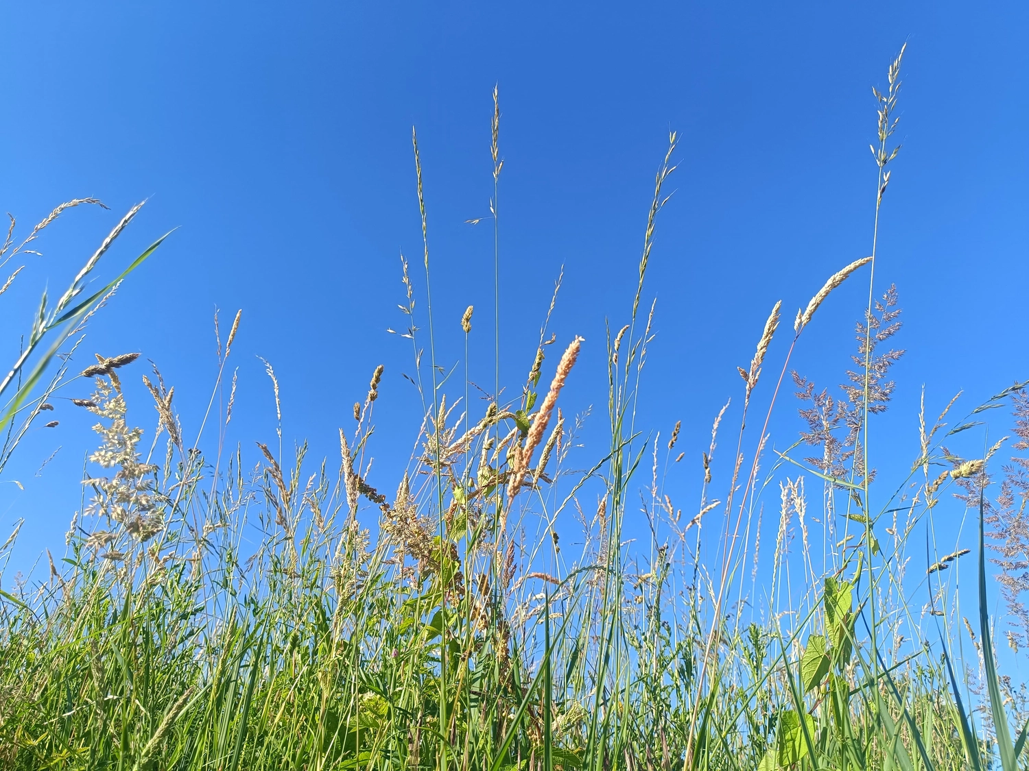 Erbkrug Blankensee -  Ferienapartments - Natur und Umgebung