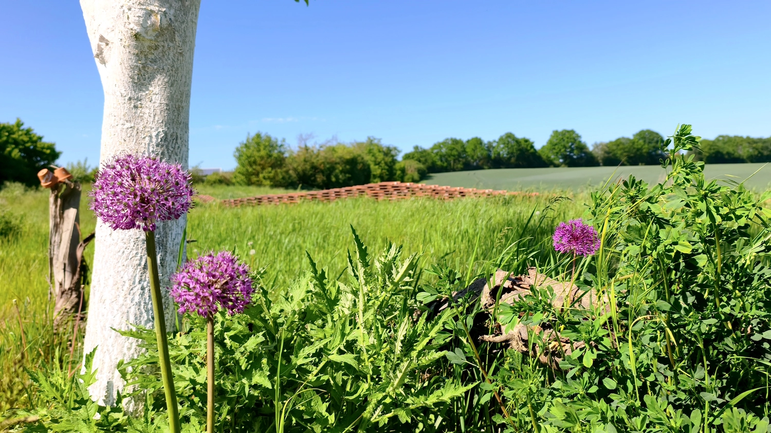 Erbkrug Blankensee -  Ferienapartments - Eine leuchtend violette Zierlauchblüte blüht in der Nähe eines weißen Baumstamms auf einer saftig grünen Wiese unter klarem, blauem Himmel.