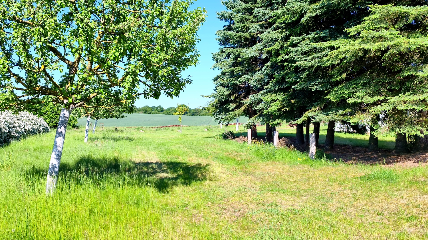Erbkrug Blankensee -  Ferienapartments - Eine grasbewachsene Wiese, links gesäumt von einer Reihe bemalter Obstbäume und rechts von hohen immergrünen Bäumen, unter einem klaren blauen Himmel.