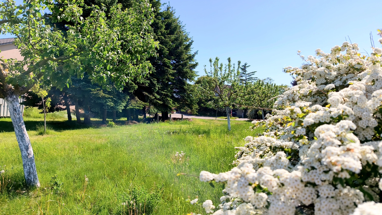 Erbkrug Blankensee -  Ferienapartments - Eine grasbewachsene Wiese, weiße Blumen und Bäume unter einem klaren blauen Himmel